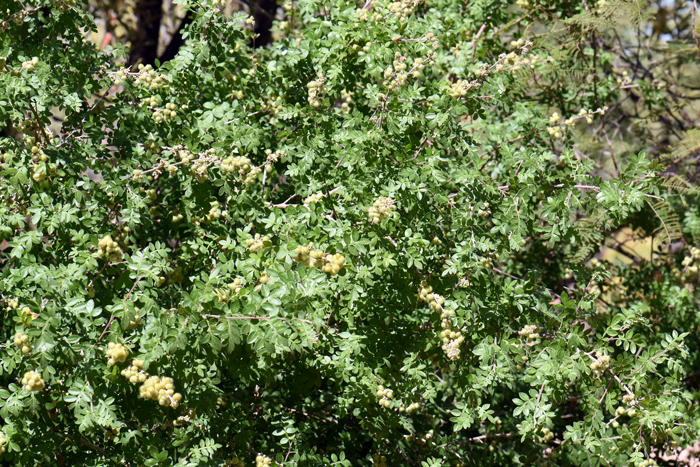 Littleleaf Sumac is one of 7 species of Rhus in the southwestern United States. Plants prefer washes, canyons, arroyos, dry mesas and slopes and scrubby uplands. Rhus microphylla 